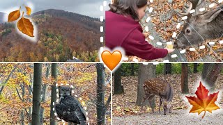 MIJN HAND BIJNA GEBETEN DOOR HERTAutumn vlog🍁 [upl. by Hafeetal415]