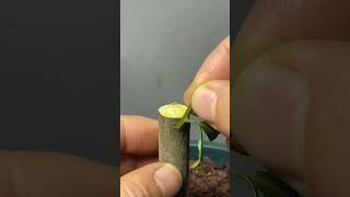 You Wont Believe How Easy Grafting Can Be with This Technique [upl. by Chrysa]