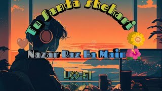 Tu Sanda shekari Nazar Baz Ha Main New LoFi song 2024 [upl. by Akinohs447]