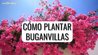 CUIDADOS DE LA BUGANVILLA cómo plantar bouganvillas en el jardín  en20metros [upl. by Pompei]