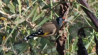 Jilguero Europeo Carduelis carduelis [upl. by Ohcirej]