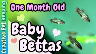 1 Month Old Bettas ❤ Baby Fish [upl. by Westbrook]