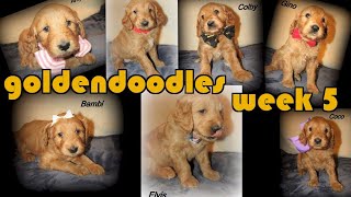 Week 5 F1 Goldendoodle Litter 1 [upl. by Earb]