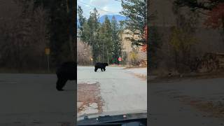 Bear in the town  Invermere  British Columbia  Canada [upl. by Nesnah]