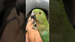 Good morning from Goomburra Valley Campground bird kingparrot cockatoo camping life [upl. by Anida]