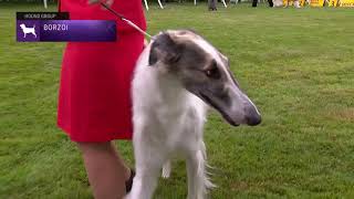 Borzoi  Breed Judging 2021 [upl. by Mini483]