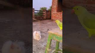 Parrot voice 🦜parrrot birds parrotlover viralvideo virelvideo birdslover mithu parrorts new [upl. by Eahsel]