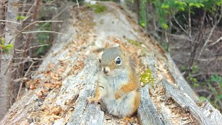 Cute Squirrel on The Log [upl. by Alekahs]