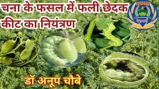 ANNDATA चना के फसल में फली छेदक कीट का नियंत्रण CHICKPEA POD BORER [upl. by Riem]