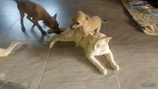 Funniest Cats And Dogs Videos Of The Week 😅  Best Animals Videos 🐱 🐶 [upl. by Keil130]