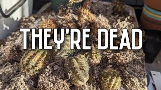 I killed my cactus seedlings [upl. by Roye]