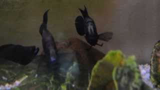 Altolamprologus calvus Black Zaire [upl. by Nuris]