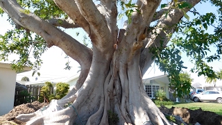 100 Year Old Specimen Fig Tree Relocated in 5 pieces using quotArbor Dividing Method” [upl. by Yun]