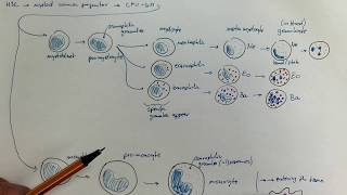 0804Granulopoiesis and monopoiesis [upl. by Nolyarg778]