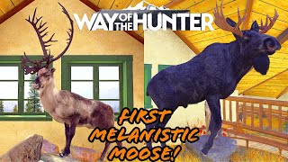 Went horn hunting and got us our first Melanistic Moose AND 5 star Caribou [upl. by Enytnoel]