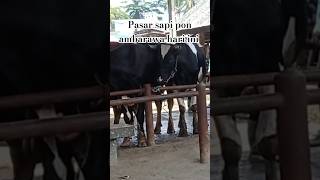 Pasar sapi pon ambarawa hari ini [upl. by Gunning]