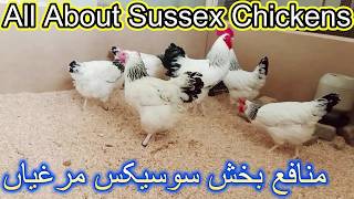 Sussex Chicken  Broody Chicken Breed  250 Eggs Per Year  Sussex Dual Purpose Chicken Breed [upl. by Yasnyl]