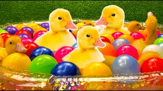 Ducklings in the pool among colorful balls [upl. by Nairde]