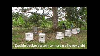 Malaysia Beekeeping amp Durian Honeywmv [upl. by Sarazen]