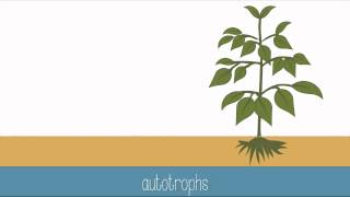 Introduction to Photosynthesis [upl. by Allison]