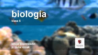 Biologia  klasa 5 SP Rozprzestrzenianie się roślin okrytonasiennych [upl. by Anomahs]