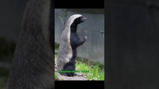 Ye Jonggol Ka Badmash Animal shorts youtubeshorts animals [upl. by Casmey643]