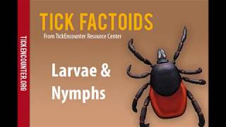 Tick Factoids  Larvae amp Nymphs [upl. by Oremoh]