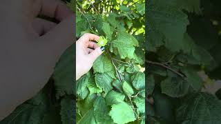 A Hazelnut Tree Growing in a Backyard While Visiting Hungary backyardgardening homesteading [upl. by Aidaas699]