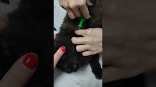 Microchipping of cat [upl. by Engracia]