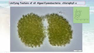 Cyanobacteria What you Need to Know – Part 1 Cyanobacteria Biology and Toxin Formation [upl. by Dysart137]