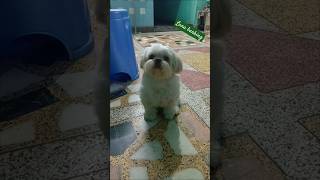 shih tzu dog barking  shihtzu dog sound  dogbarkingsounds shihtzu shihtzubarking [upl. by Ecyt]