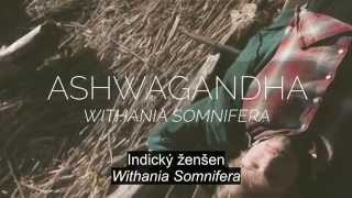 Ashwagandha  vitánie snodárná CZ [upl. by Vesta802]