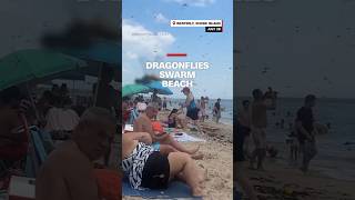 Dragonflies swarm beach [upl. by Nerrual]