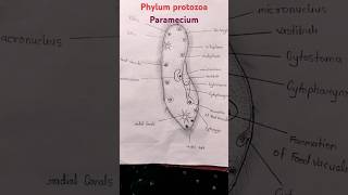 Paramecium figer and comment habit [upl. by Anivlek461]