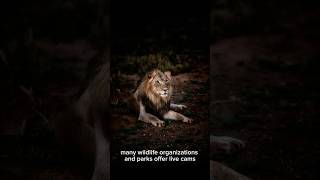 Lion live animals [upl. by Crescin]