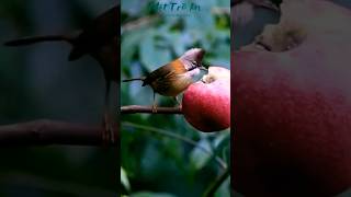 Khướu mào cổ hung hót  Whiskered Yuhina song birdsong tiengchim [upl. by Saire]