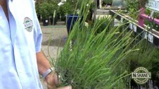 How To Grow Lavender [upl. by Xed]