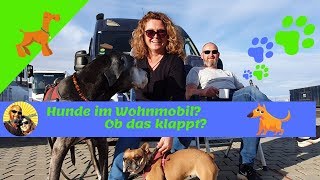 Hunde 🐕‍🦺 im Wohnmobil im Kastenwagen 🚐 Ob das klappt  Unsere Erfahrungen und Tipps ✅ [upl. by Aihsenek]