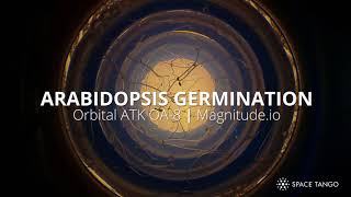 Arabidopsis Germination in Microgravity [upl. by Turk]