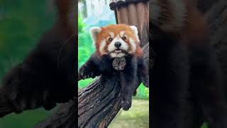 Cute moments of red panda redpanda [upl. by Silberman]