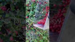 lingonberry fruit harvesting [upl. by Ash]