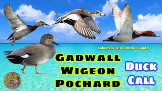 Gadwall  Wigeon Pochard Duck Hunting Call [upl. by Mchail]