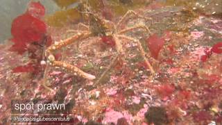 Spotlight on Howe Sound Marine Life Spot Prawns [upl. by Nancey973]