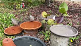 Bronzewing Pigeons [upl. by Zacharia310]