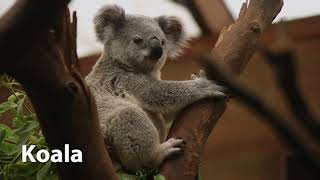 Koala Sounds [upl. by Led]