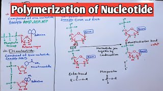 Polymerization of Nucleotide Mononucleotide and Dinucleotide  Jiyas Biology Tutorials [upl. by Eli]