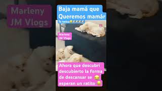 Mamá está cansada parati tiernos humor cachorros viralvideo shortsviral [upl. by Nairolf]