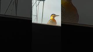 Bird pecks window curious visitor in Bahía Blanca [upl. by Blakeley]