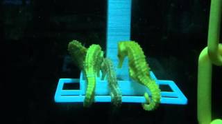 Seahorses eating from feeding station [upl. by Soelch]