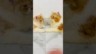 Billu ne diya maalik ko bonus😳😳catcomedy billicomedy cat catvideo viralcat sajidcat billug [upl. by Lled]